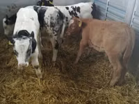 Ng'ombe (kikundi, jinsia haijatajwa), Simmental cattle — picha 3