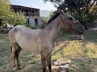 Farasi dume, Tiger horse — picha 3