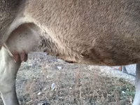 Cow, Alatau breed — photo 4