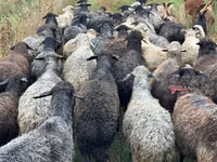 母羊, Bessarabian sheep — 照片 2