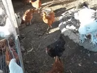 Chickens — foto 3