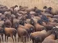 Sheep (batch, sex not specified), Karakul sheep — photo 2
