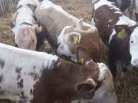 Ng'ombe (kikundi, jinsia haijatajwa), Simmental cattle — picha 1