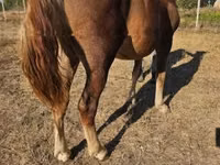 Yegua, Caballos — foto 2
