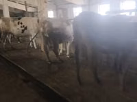 Cow, Holstein breed — photo 6