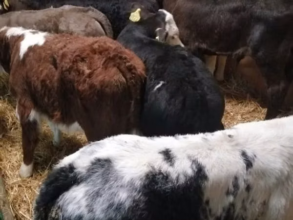 Toro, Vaca Limousin