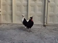 Chickens — 照片 4