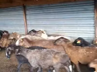 Ram, Adal sheep — photo 1