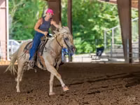 Caballo, Quarter Horse — foto 6