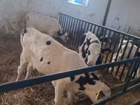 Toro, Russian Black pied cattle — foto 4
