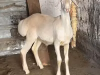 Carnero, Rhon sheep — foto 1