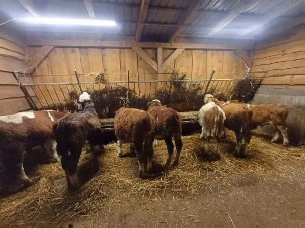 Ng'ombe (kikundi, jinsia haijatajwa), Simmental cattle