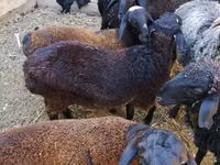 公羊, Arabi sheep — 照片 6