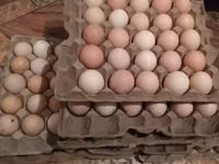 Turkeys — 照片 7