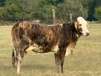 Cow, Braford — photo 5
