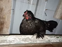Japanese Bantam — photo 6