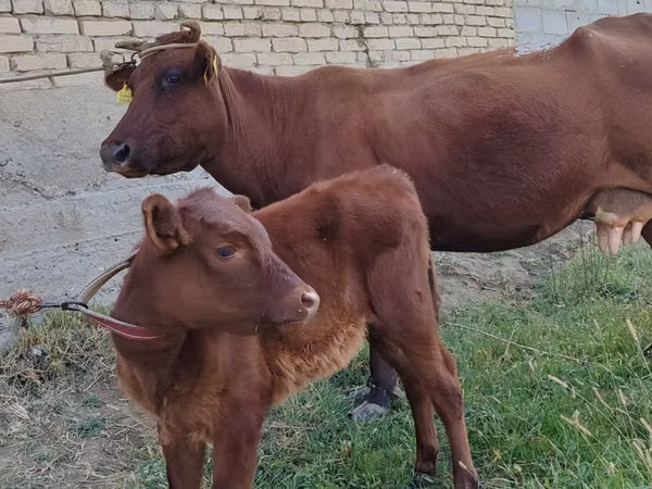 Vaca, Ganado vacuno