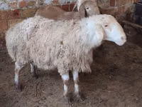 母羊, West-Siberian mutton sheep — 照片 1