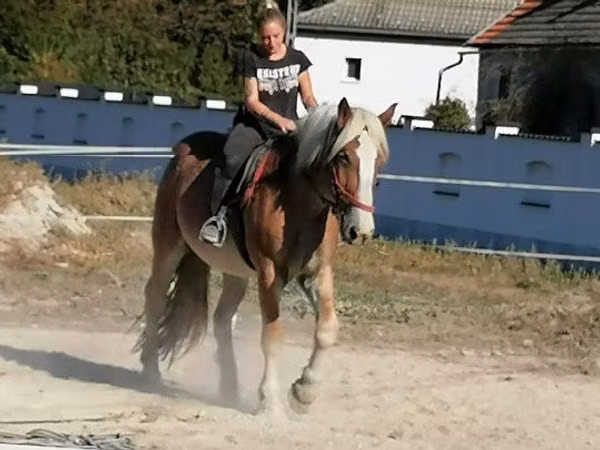 Faras, Gypsy horse