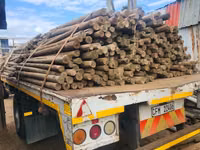 Used gum poles — फ़ोटो 2
