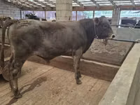 Bull, Aberdeen-Angus — photo 3