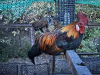 Chickens — 照片 3