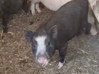 Boar — photo 1