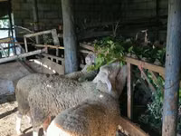 公羊, Baerchuke sheep — 照片 4