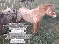 Horse (M), Miniature horse — photo 1