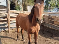 Faras, Thoroughbred horse — sawirka 4