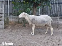 Sheep, Lacaune sheep — photo 1