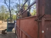 公马, Horses — 照片 5