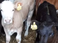 Lo’ (xirmo, jins lama sheegin), Russian Black pied cattle — sawirka 3
