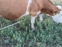 गाय, Simmental cattle — फ़ोटो 5