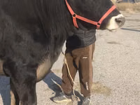 Cow, Swiss cattle — photo 5