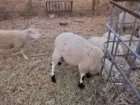 公羊, Cerry Hill sheep — 照片 2