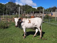 गाय, Nguni cattle — फ़ोटो 6