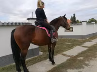 Faras dhaddig, Hungarian horse breed — sawirka 4