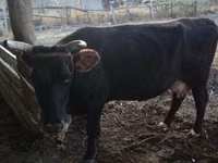 Cow, Latvian Blue cattle — photo 4