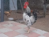 Chickens — फ़ोटो 2