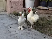 Chickens — 照片 6