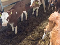 Ng'ombe (kikundi, jinsia haijatajwa), Simmental cattle — picha 8