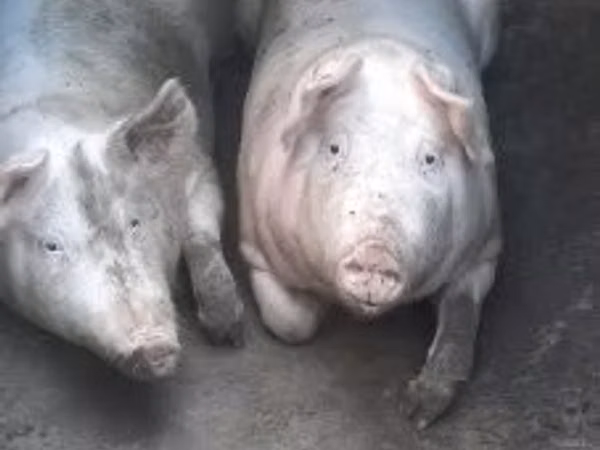 Sow, Pigs