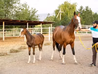 Mare, Akhal-Teke — photo 3