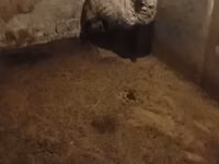 भेड़, Romanov sheep — फ़ोटो 5