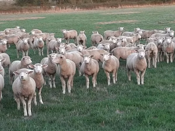 Sheep, Ile-de-France sheep