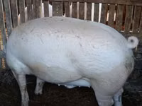 Boar — photo 3