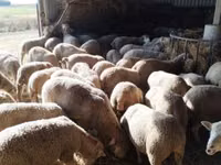 نعجة, Ile-de-France sheep — الصورة 3
