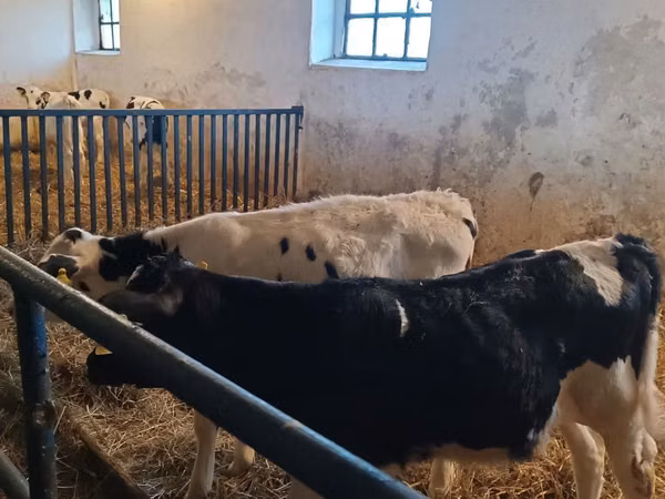 Bull, Russian Black pied cattle