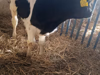 公牛, Russian Black pied cattle — 照片 3